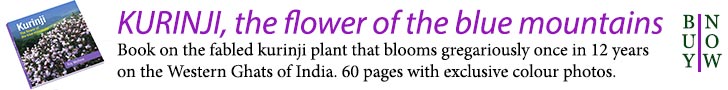 Kurinji, the flower
                of the blue mountains